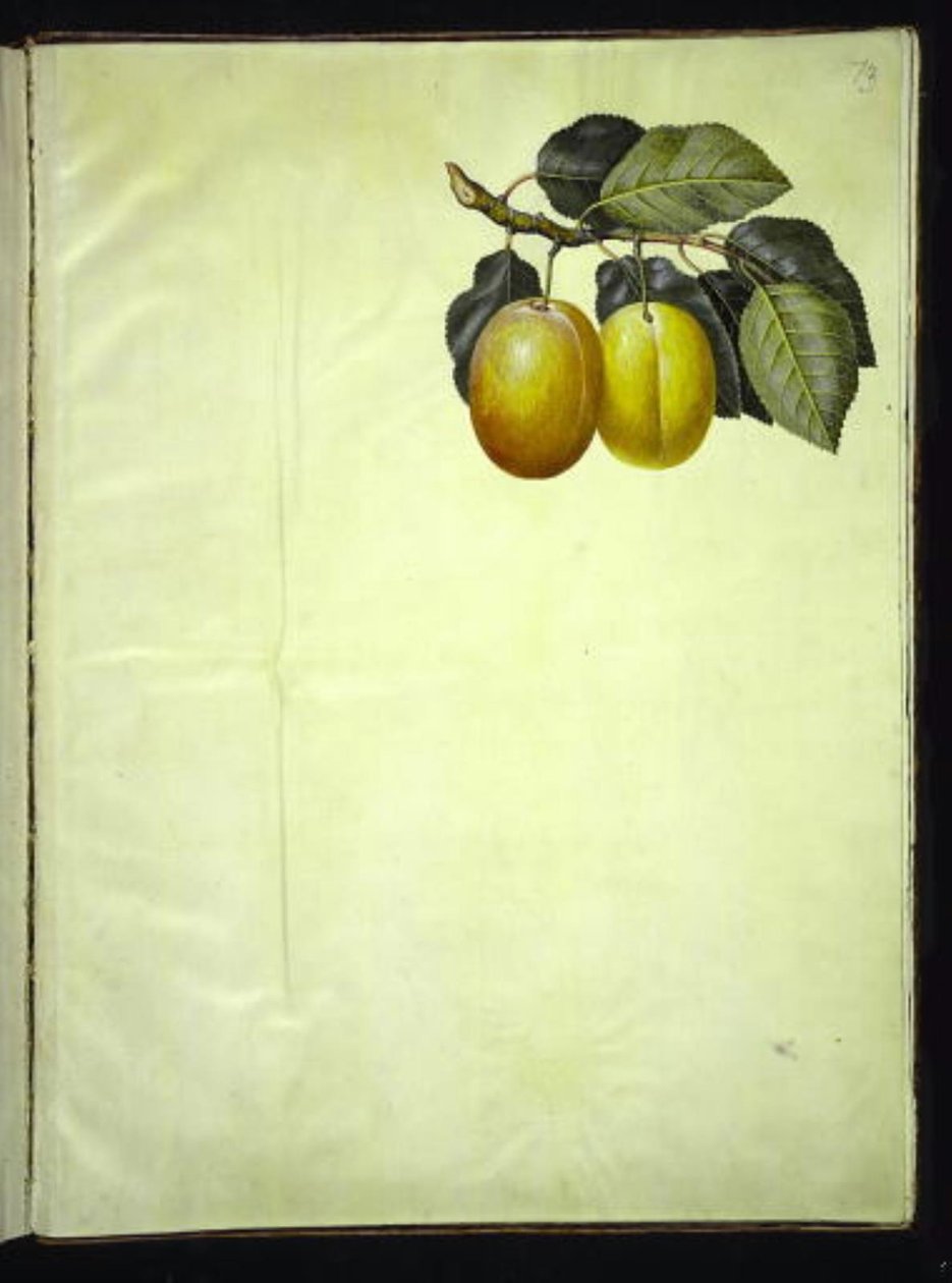 Prunus domestica (blomme) tekijältä Hans Simon Holtzbecker