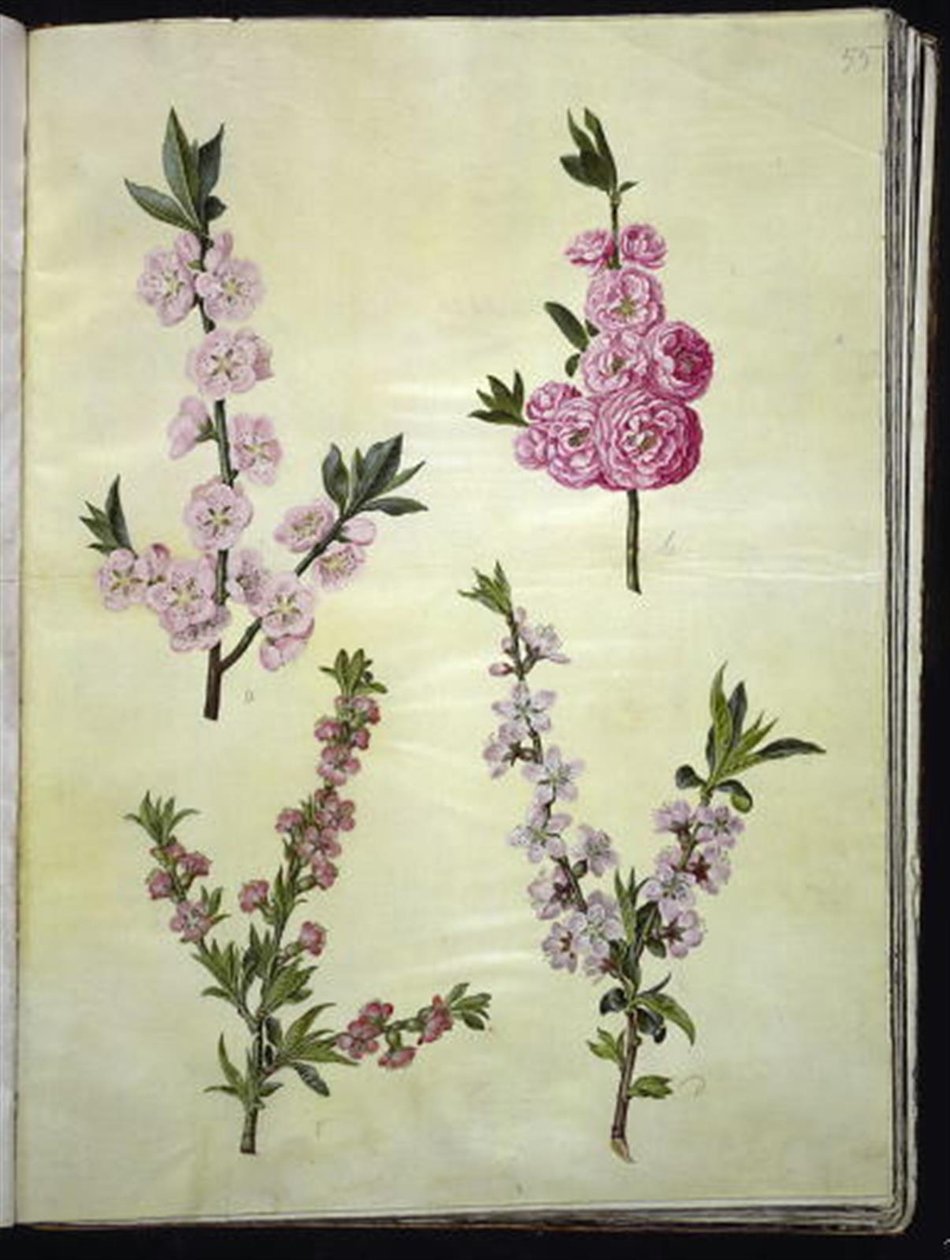 Prunus dulcis (manteli); Prunus persica tekijältä Hans Simon Holtzbecker