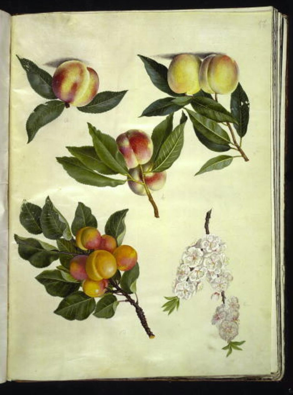 Prunus persica (herneet); Prunus armeniaca (almindelig aprikoosit) tekijältä Hans Simon Holtzbecker