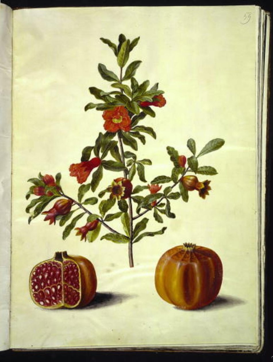 Punica granatum (granaattiomena) tekijältä Hans Simon Holtzbecker