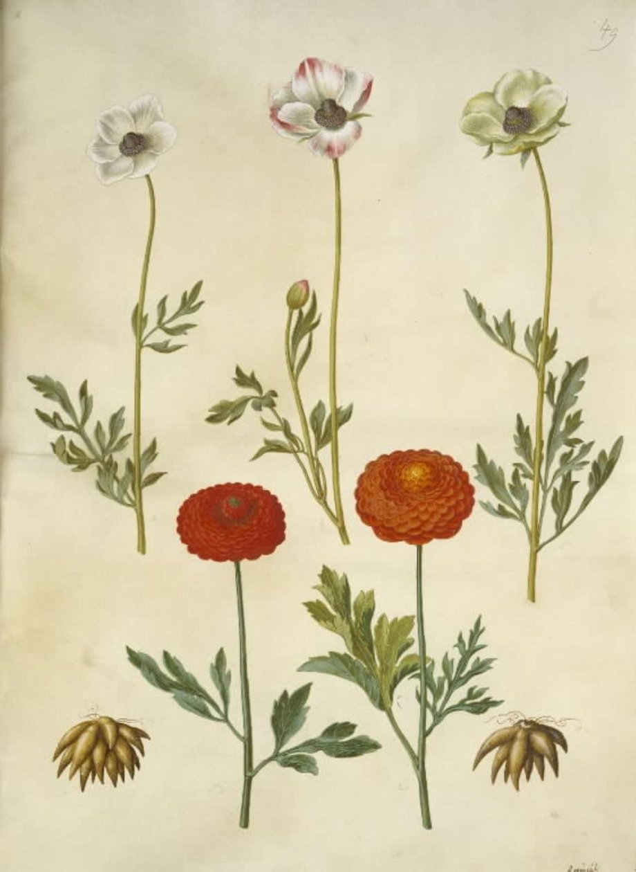 Ranunculus asiatica (have-ranunkel) tekijältä Hans Simon Holtzbecker