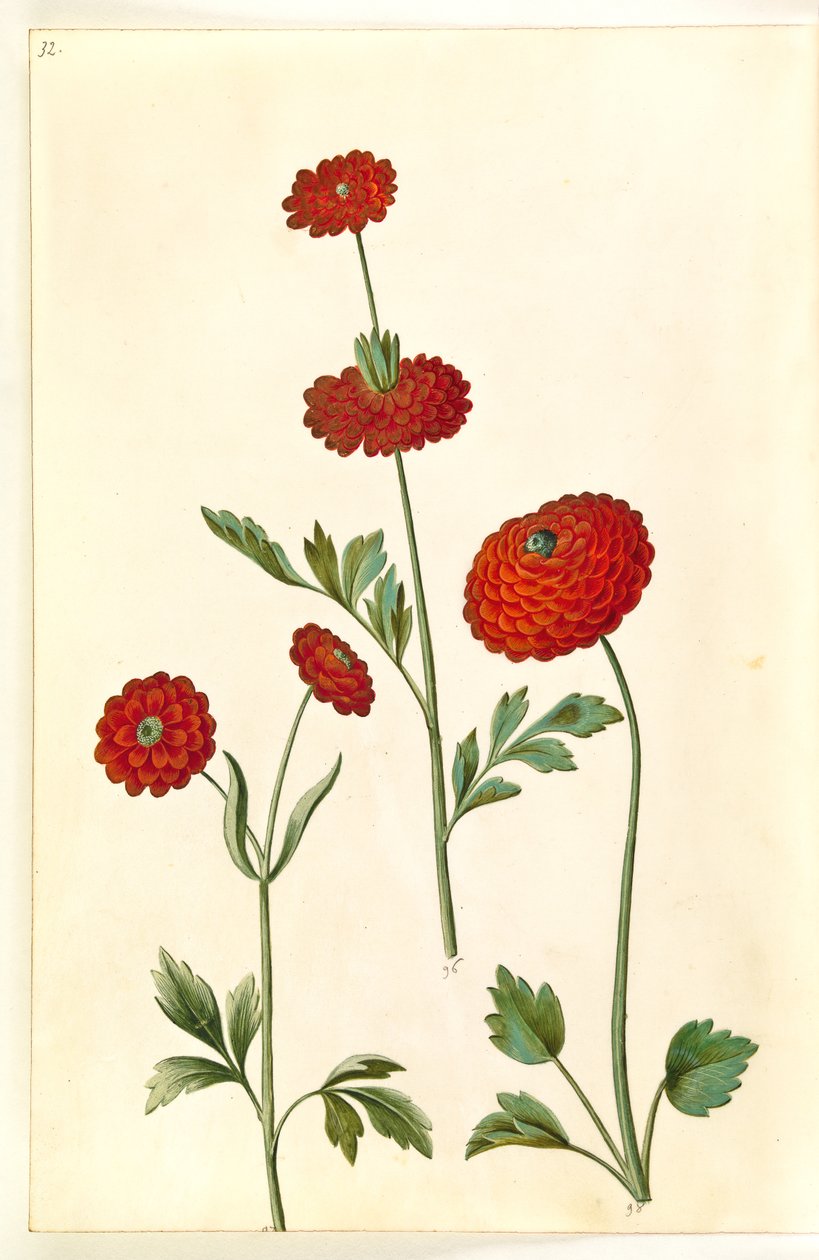 Ranunculus asiatica (have-ranunkel) tekijältä Hans Simon Holtzbecker