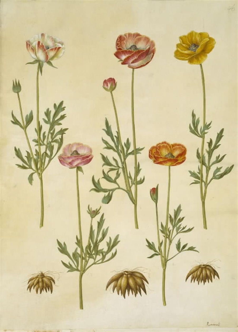 Ranunculus asiatica (have-ranunkel) tekijältä Hans Simon Holtzbecker