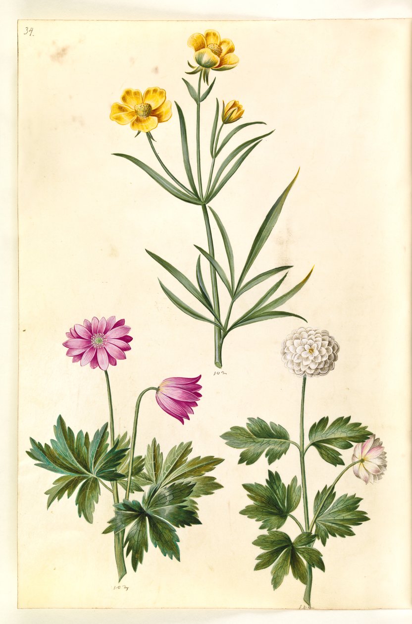 Ranunculus Illyricus (aro-ranunkel); Metsänvuokko (hvid anemone) tekijältä Hans Simon Holtzbecker
