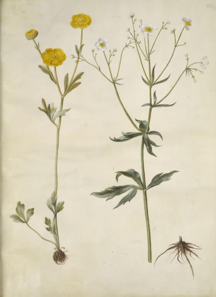 Ranunculus monspeliacus (silkkileinikuppi); Ranunculus aconitifolius (Ranunculus aconitifolius) tekijältä Hans Simon Holtzbecker
