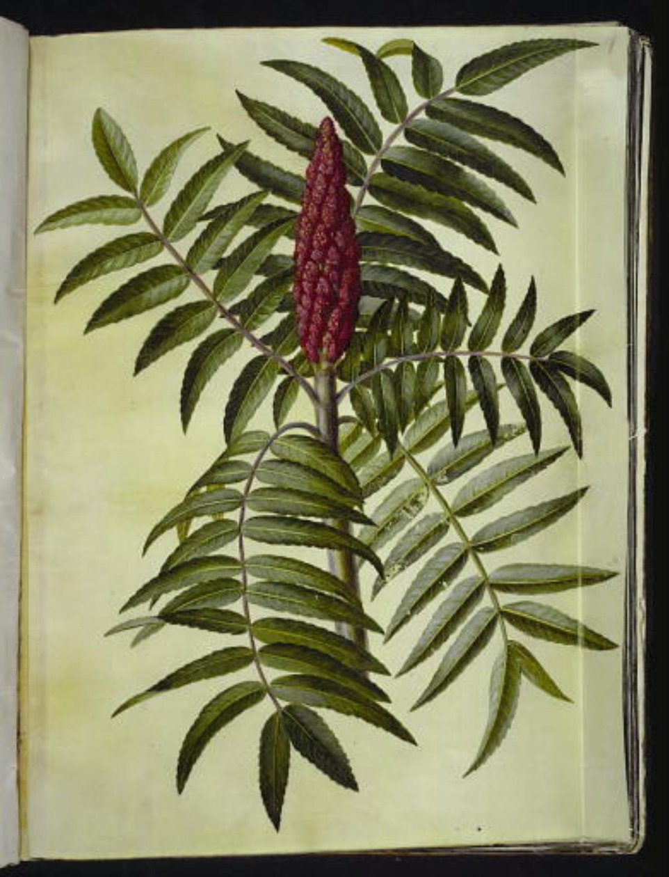 Rhus typhina (polttarit) tekijältä Hans Simon Holtzbecker