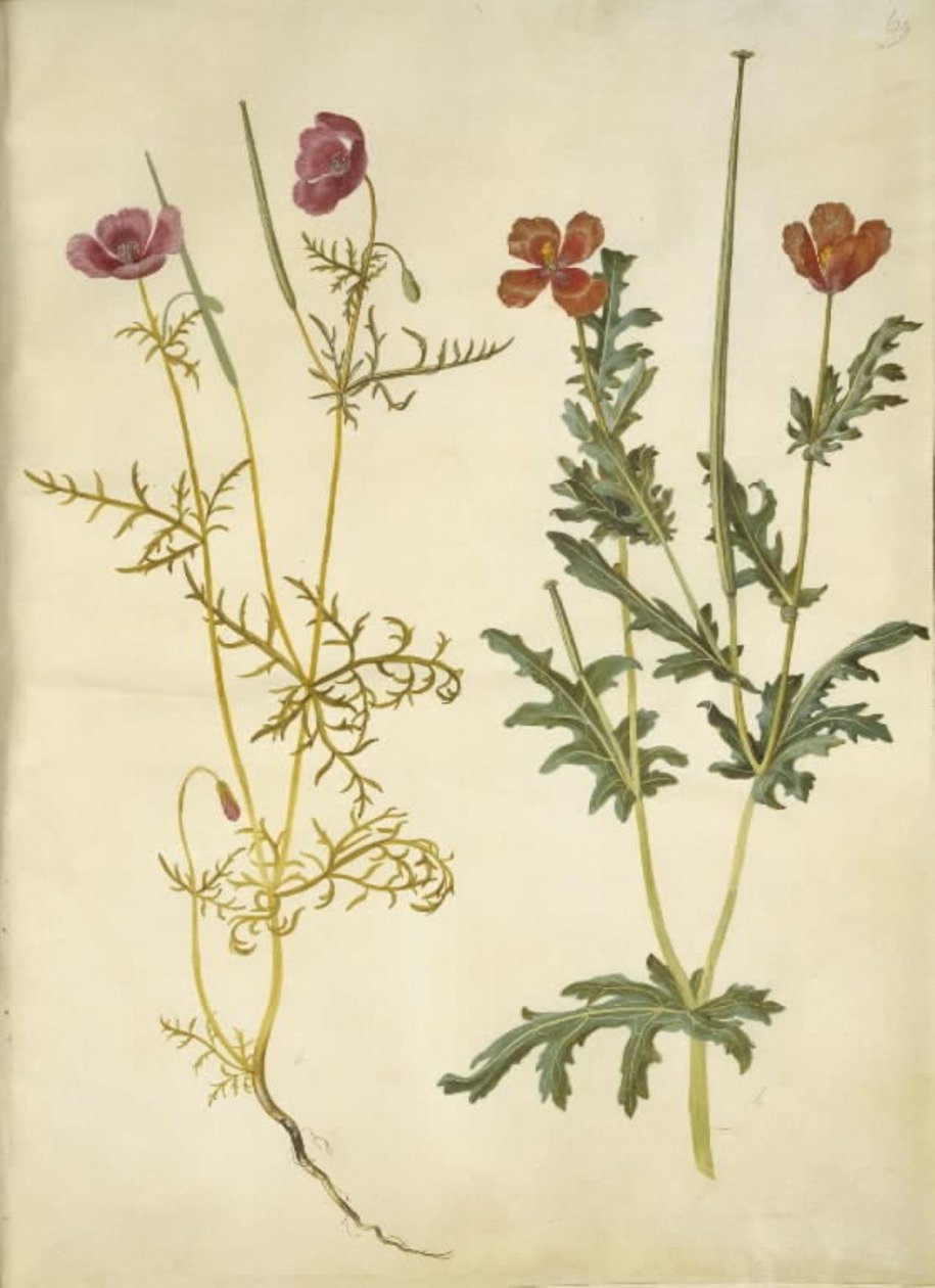 Roemeria hybrida (violetti hornvalmue); Glaucium horniculatum (rød hornskulpe) tekijältä Hans Simon Holtzbecker