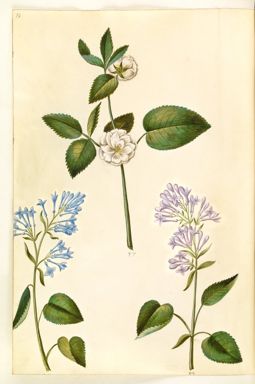 Rosa (?) (ruusu); Syringa vulgaris (tavallinen suolaheinä) tekijältä Hans Simon Holtzbecker