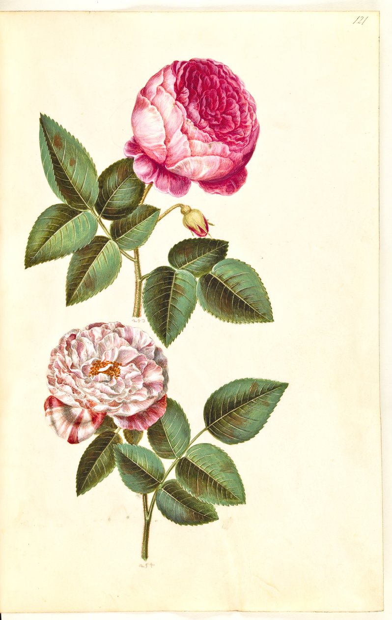 Rosa × centifolia (centifolie-ruusu); Rosa gallica versicolor ("Rosa Mundi") tekijältä Hans Simon Holtzbecker