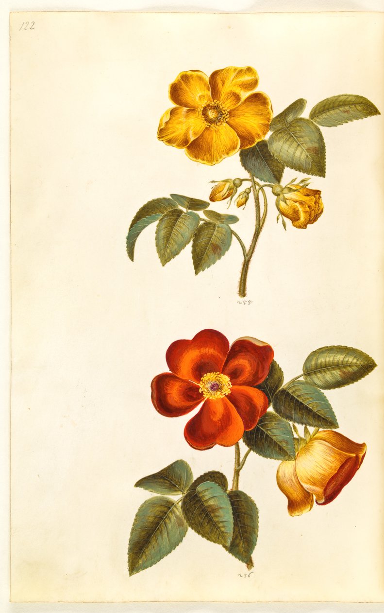 Rosa foetida (keltainen ruusu); Rosa foetida (Turkin ruusu) tekijältä Hans Simon Holtzbecker