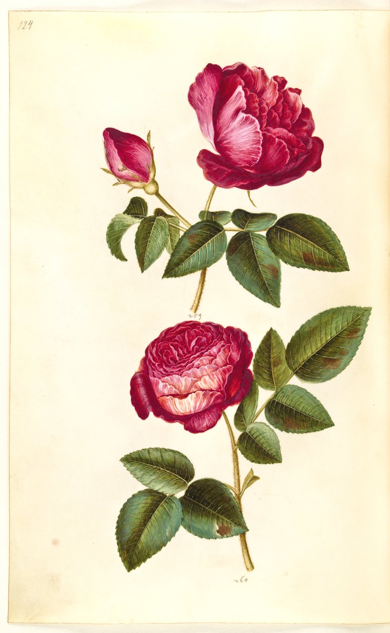 Rosa gallica (apoteker-ruusu); Rosa (?) (Ruusuja) tekijältä Hans Simon Holtzbecker
