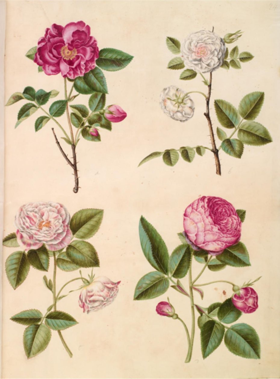 Rosa gallica (apoteker-ruusu); Rosa × alba (villi ruusu); gallialainen ruusu (Rosa Mundi); Rosa × centifolia (centifolie-ruusu) tekijältä Hans Simon Holtzbecker