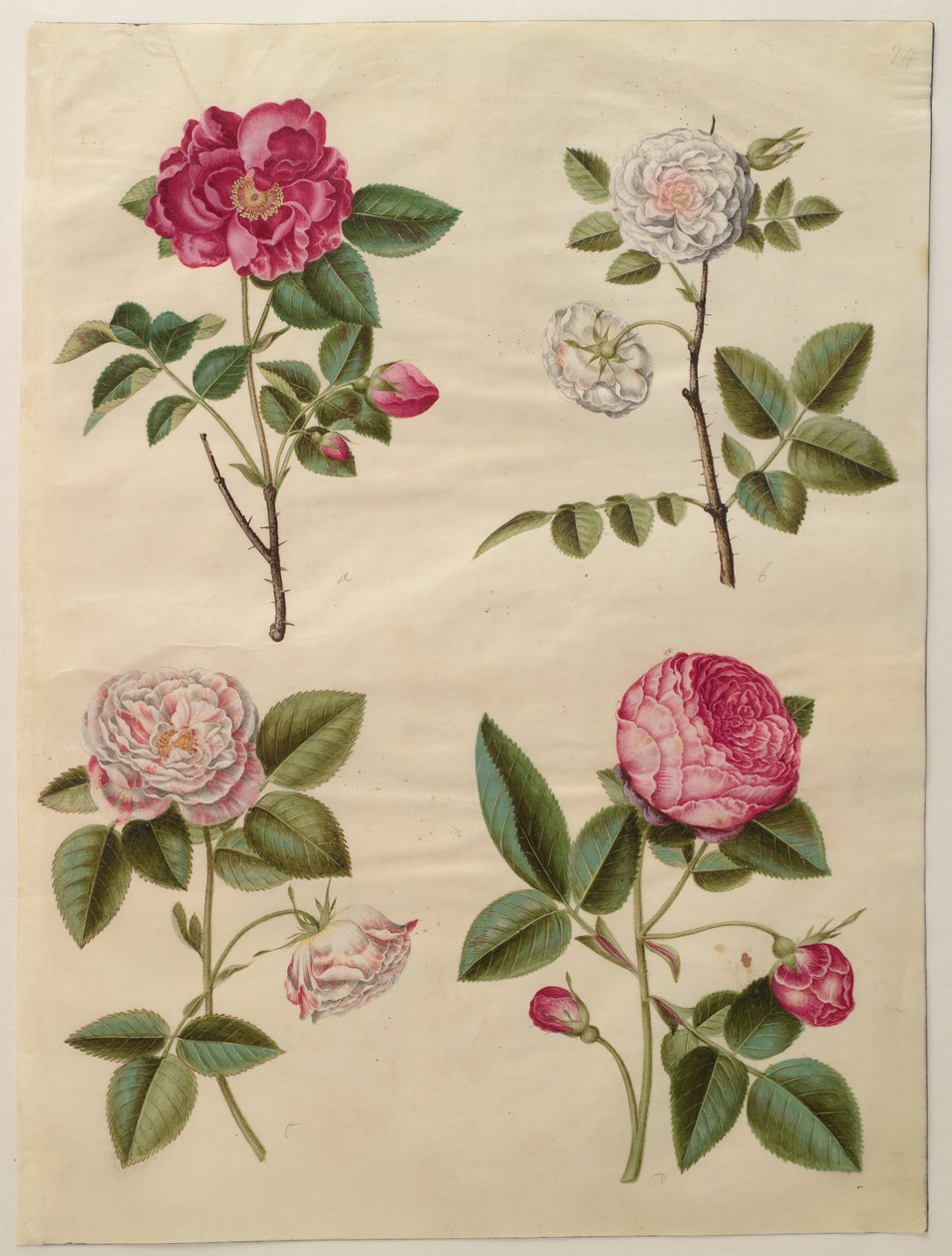 Rosa gallica tekijältä Hans Simon Holtzbecker