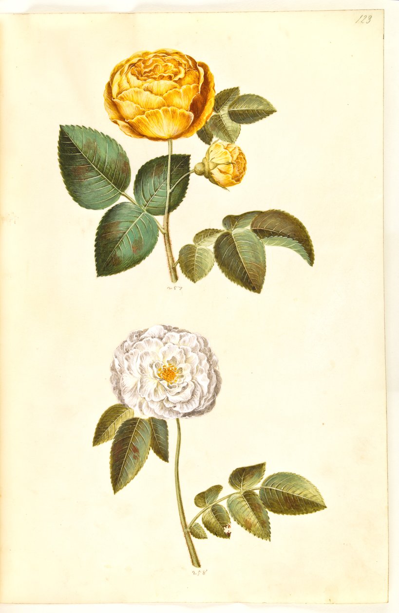 Rosa hemisphaerica (rikinkeltainen ruusu); Rosa ×alba (valkoinen ruusu) tekijältä Hans Simon Holtzbecker