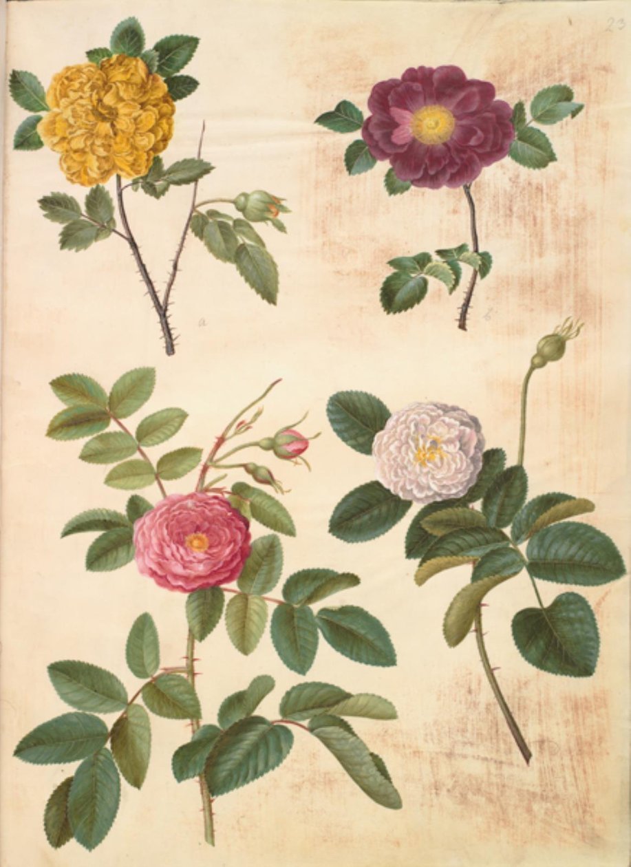 Rosa hemisphaerica (rikinkeltainen ruusu); Rosa gallica (samettiruusu); Rosa ×damascena (damasseen ruusu) tekijältä Hans Simon Holtzbecker
