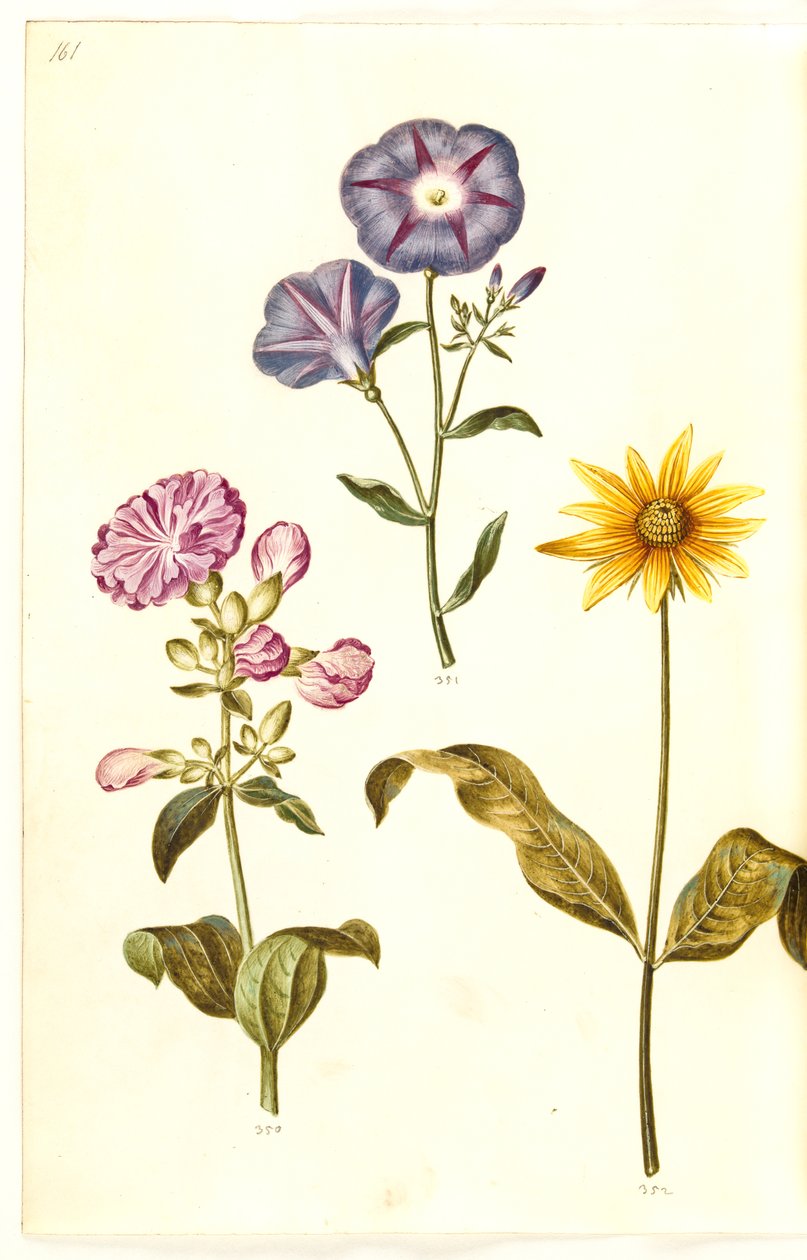 Saponaria officinalis (tavallinen saippuajuuri); Convolvulus tricolor (neiton hame); Helianthus (?) (auringonkukkalaji) tekijältä Hans Simon Holtzbecker