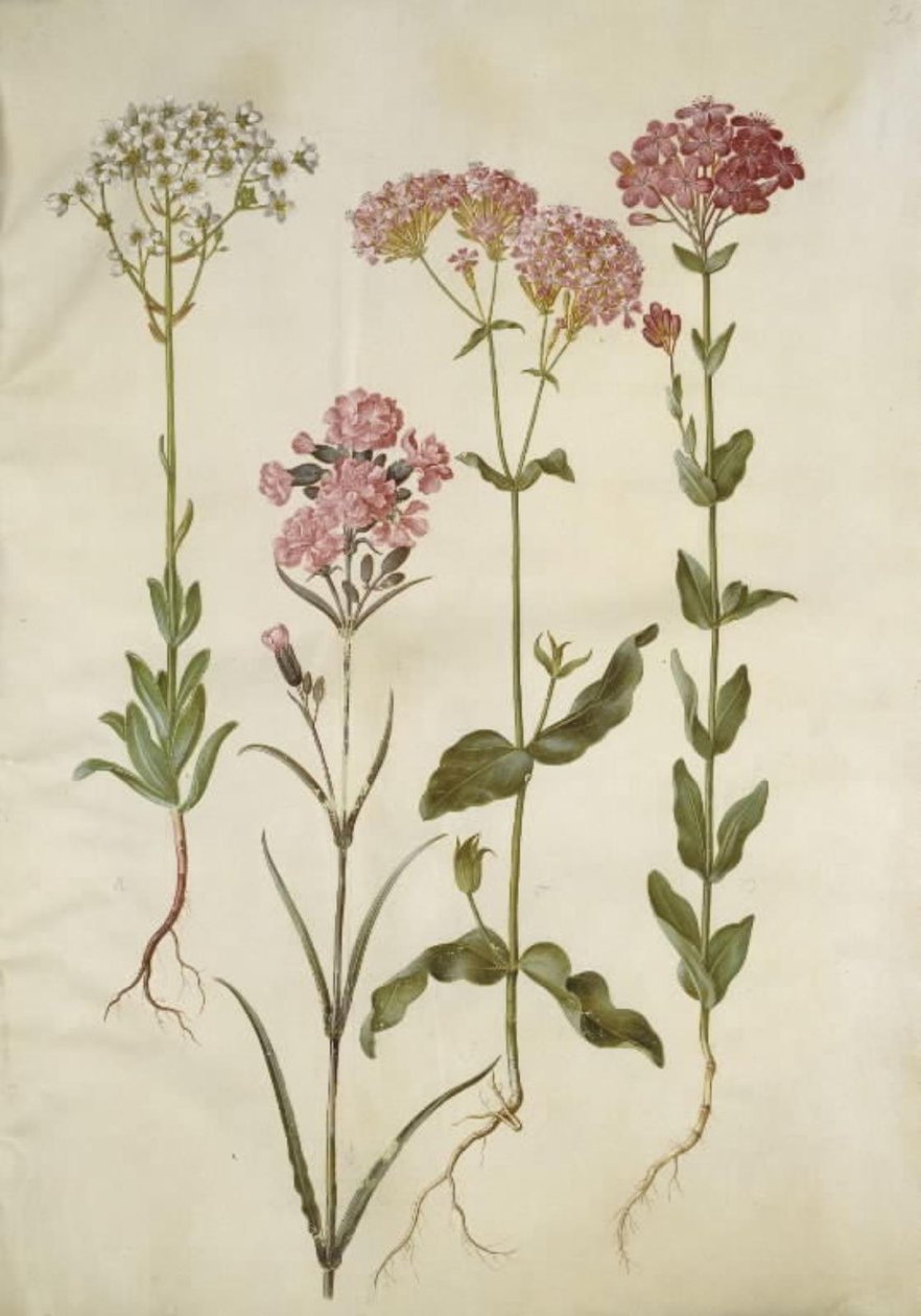 Saxifraga paniculata (kivisaksifrage); Silene viskaria (tavallinen tervan kynsi); Silene armeria (solmu-limewort); tekijältä Hans Simon Holtzbecker