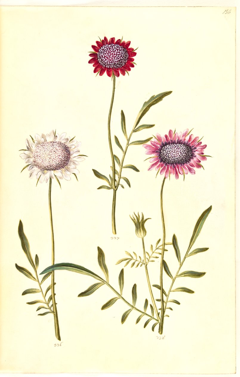 Scabiosa atropurpurea (enkeblomst) tekijältä Hans Simon Holtzbecker