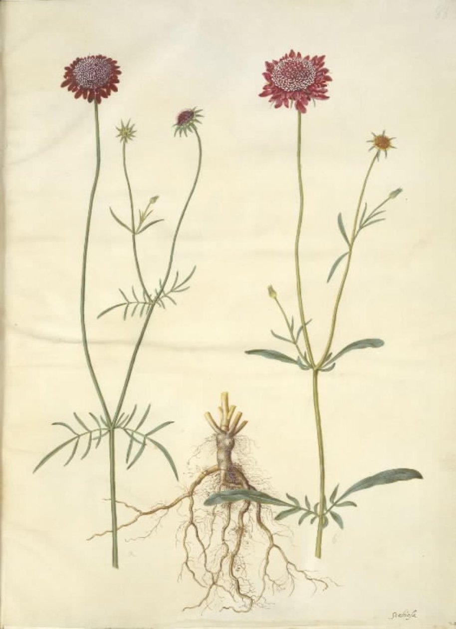 Scabiosa atropurpurea (enkeblomst) tekijältä Hans Simon Holtzbecker