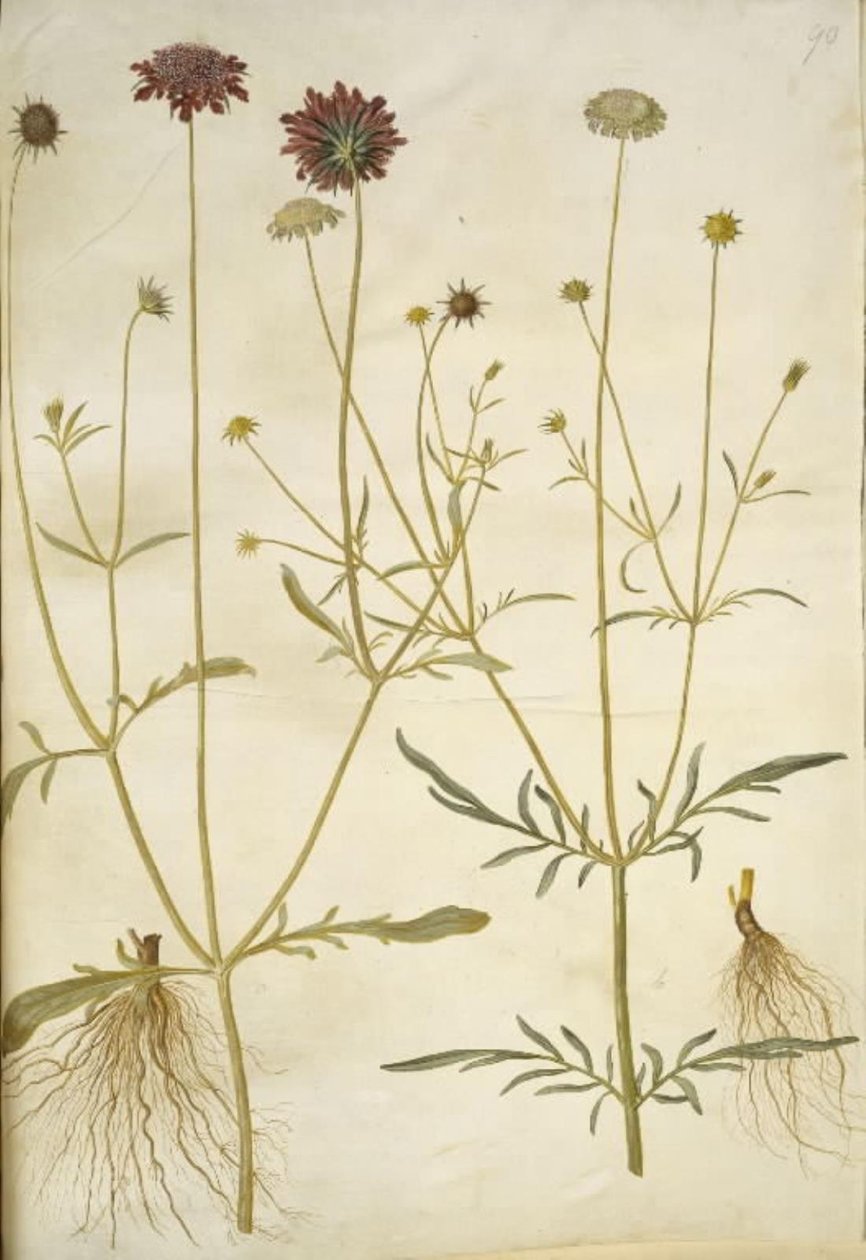 Scabiosa atropurpurea (enkeblomst); Scabiosa columbaria (kaksi skabioosia) tekijältä Hans Simon Holtzbecker