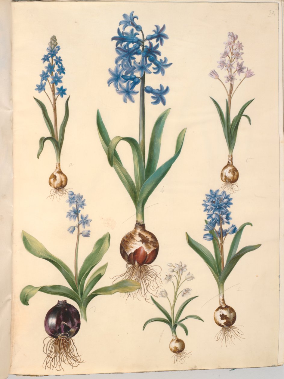 Scilla bifolia (tobladet skilla); itämainen hyasintti (almindelig hyasint); kaunis taito (himmelblå skilla) tekijältä Hans Simon Holtzbecker