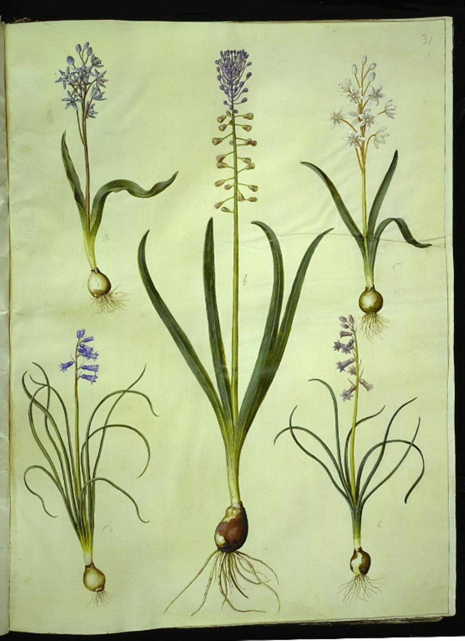 Scilla bifolia (kaksilehtinen scilla); Muscari comosum (hämärähyasintti); Brimeura amethystina (Pyreneen hyasintti) tekijältä Hans Simon Holtzbecker