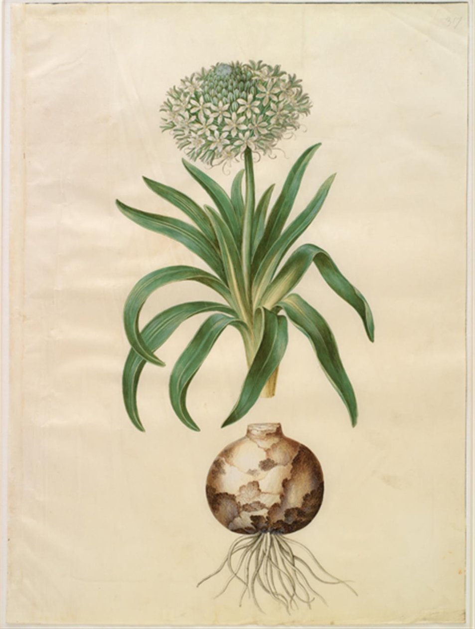 Scilla peruviana (jättiläinen scilla) tekijältä Hans Simon Holtzbecker