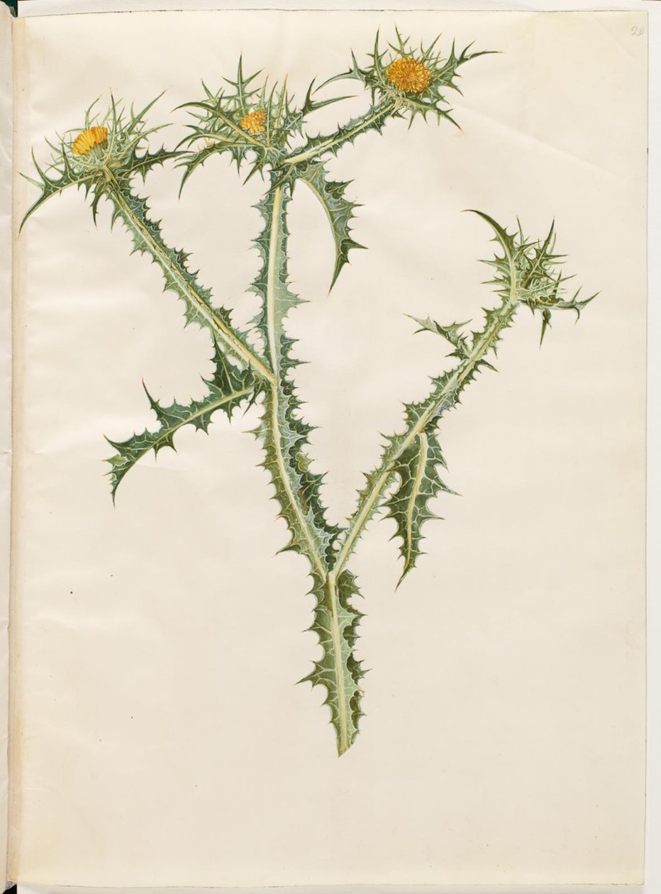 Scolymus hispanicus (espanjalainen kultainen ohdake) tekijältä Hans Simon Holtzbecker