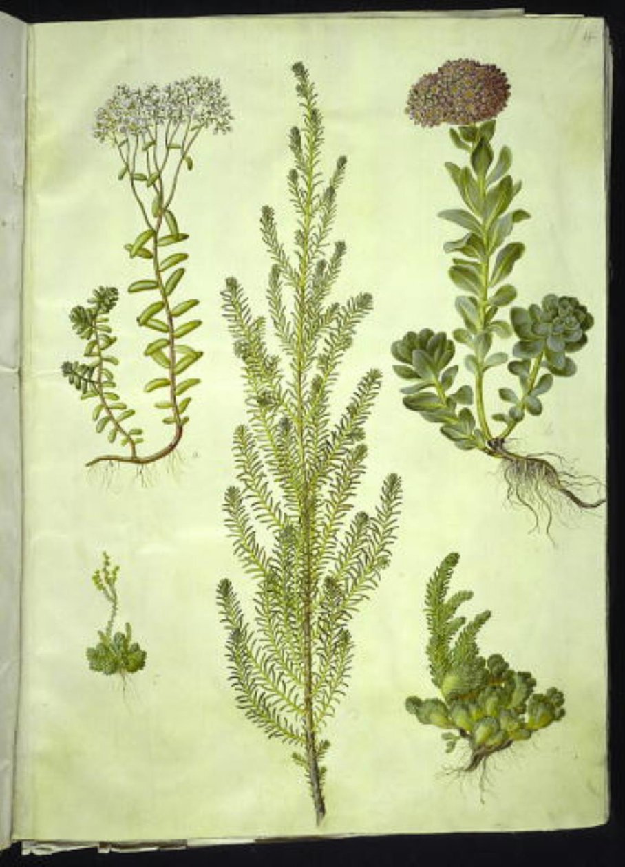 Sedum-albumi (valkoinen kivitormi); Sedum anacamseros (pyöreälehtinen kivitorma); Sedum (kiviyrtti); Suaeda vera (hanhenjalka); Sedum rupestre (vuoristokivitoukka) tekijältä Hans Simon Holtzbecker