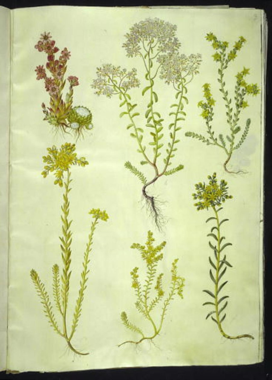 Sempervivum arachnoideum (hämähäkinverkko talosipuli); Sedum-albumi (valkoinen kivitormi); Sedum acre (pureva kivitorma); Sedum rupestre (vuoristokivi); Sedum sexangulare (kuusirivinen kivitoukka) tekijältä Hans Simon Holtzbecker