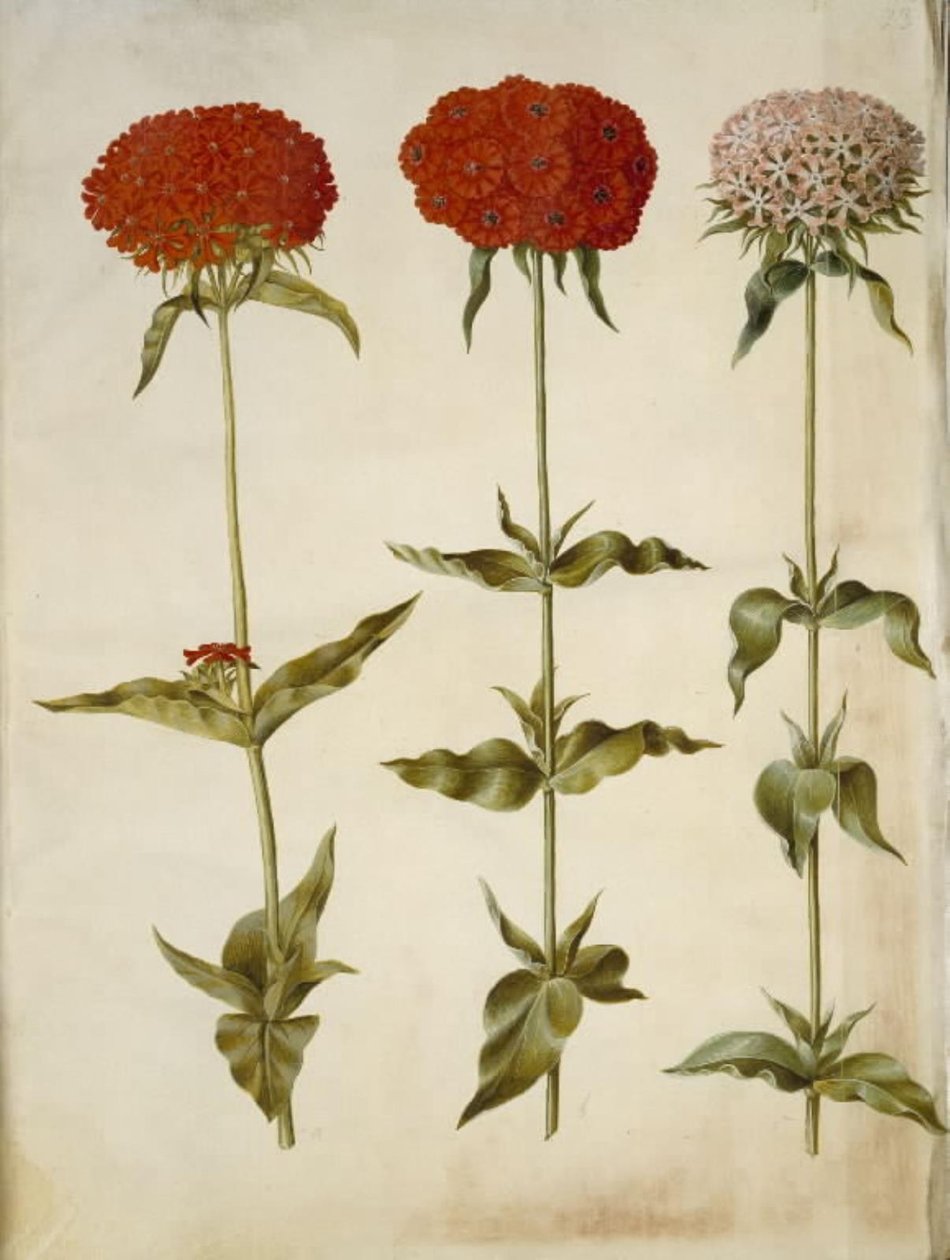 Silene chalcedonica (palava rakkaus) tekijältä Hans Simon Holtzbecker