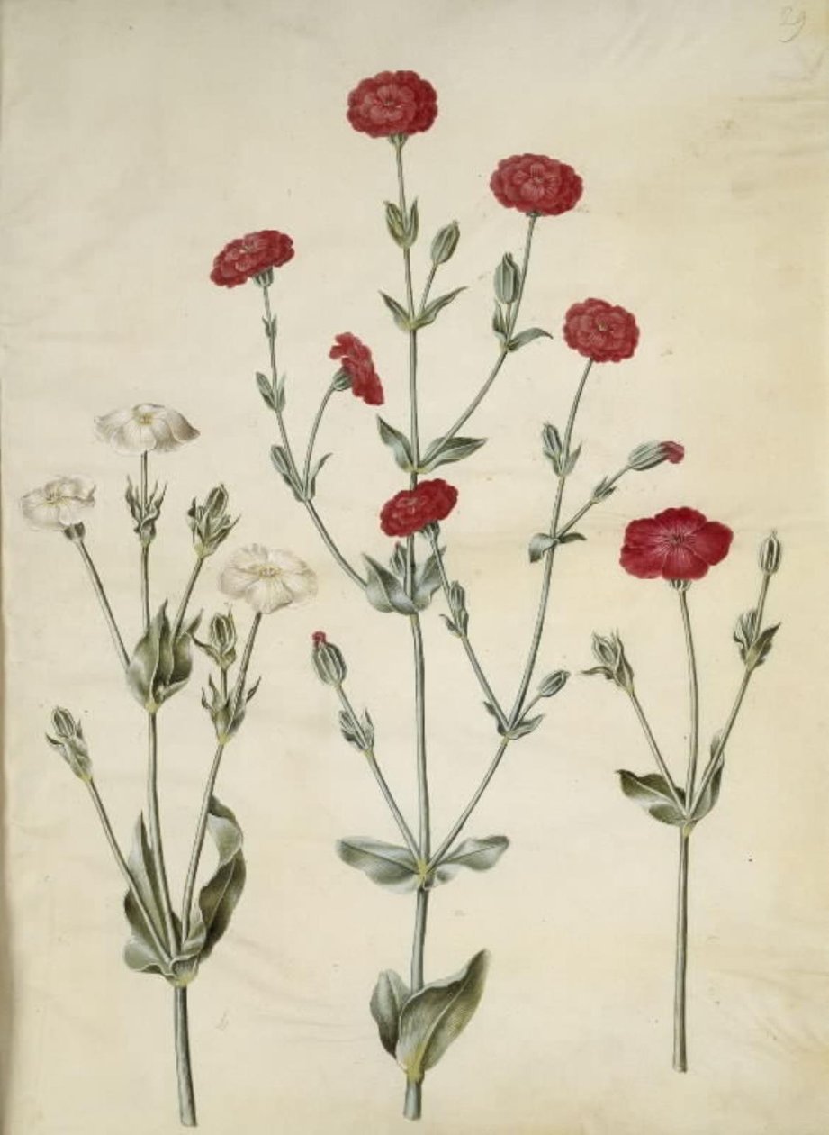 Silene coronaria (kruunumerisiili) tekijältä Hans Simon Holtzbecker