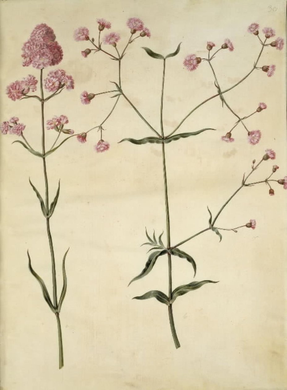 Silene viskaria (tavallinen tervan kynsi); Silene (korkkikruunu) tekijältä Hans Simon Holtzbecker