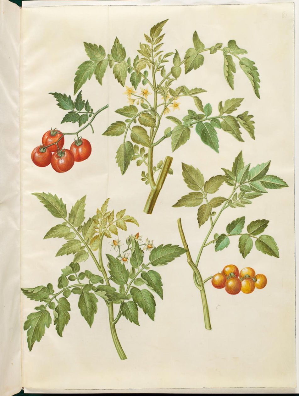 Solanum tomaatti (almindelig tomaatti) tekijältä Hans Simon Holtzbecker