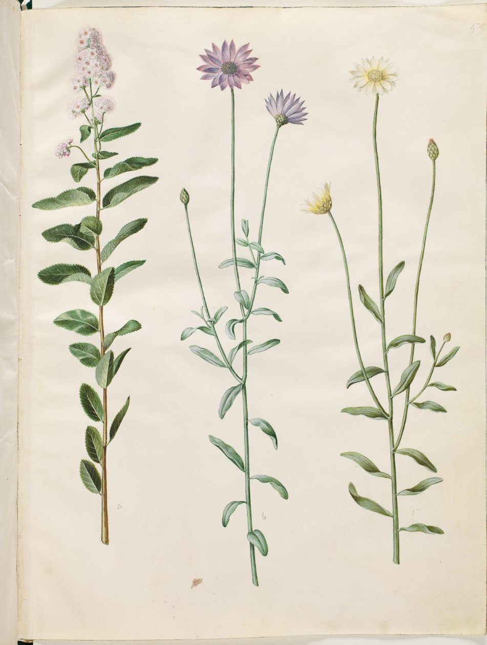 Spiraea salicifolia (pilebladed spirea); Catananchen sininen (blå rasleblomst) tekijältä Hans Simon Holtzbecker