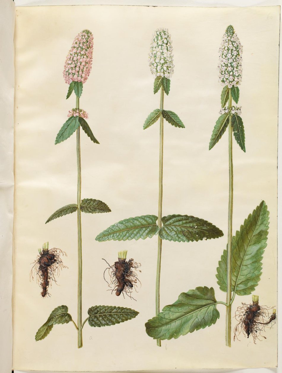 Stachys officinalis (lääketieteellinen betonia) tekijältä Hans Simon Holtzbecker