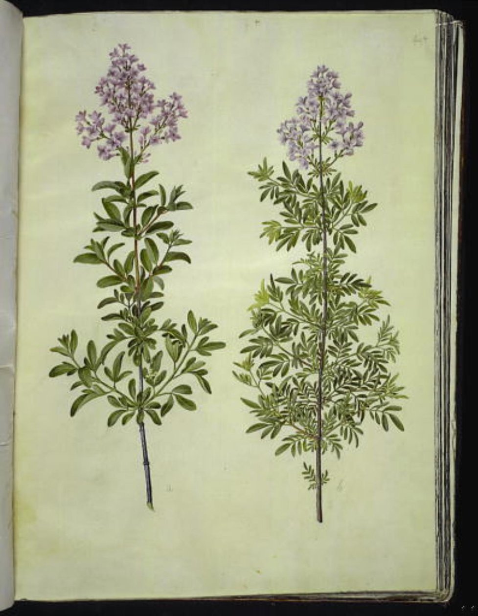 Syringa ×laciniata tekijältä Hans Simon Holtzbecker