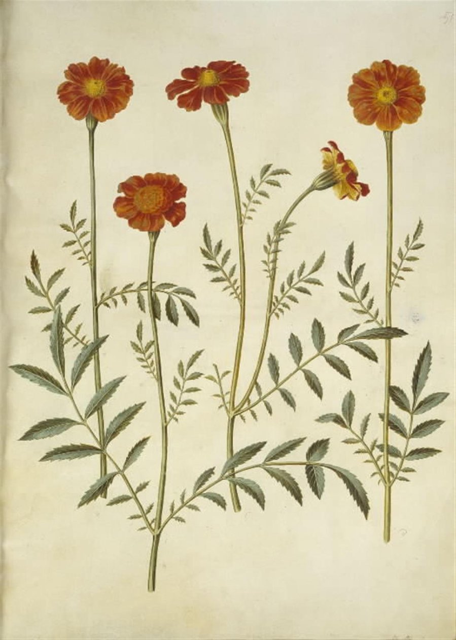 Tagetes patula (harkittu samettikukka) tekijältä Hans Simon Holtzbecker