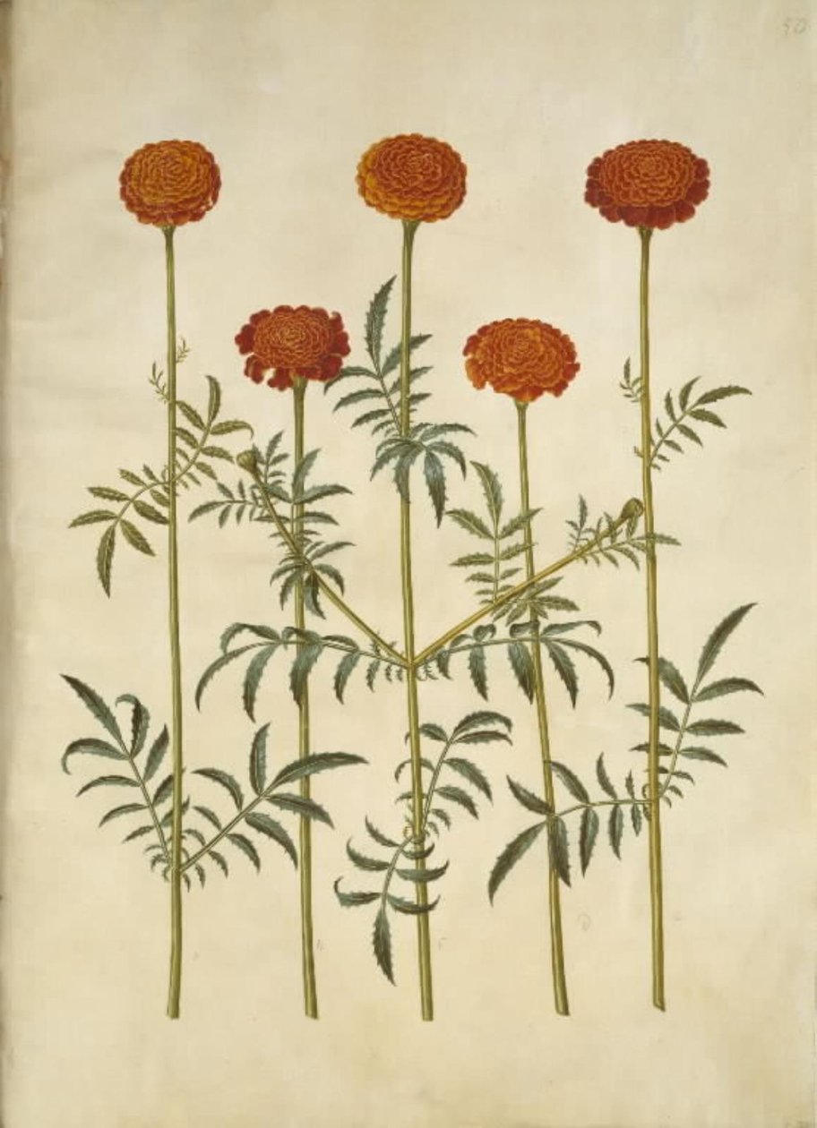 Tagetes patula (harkittu samettikukka) tekijältä Hans Simon Holtzbecker