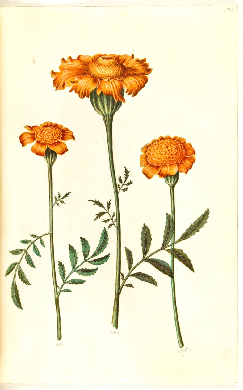 Tagetes patula (harkittu samettikukka) tekijältä Hans Simon Holtzbecker