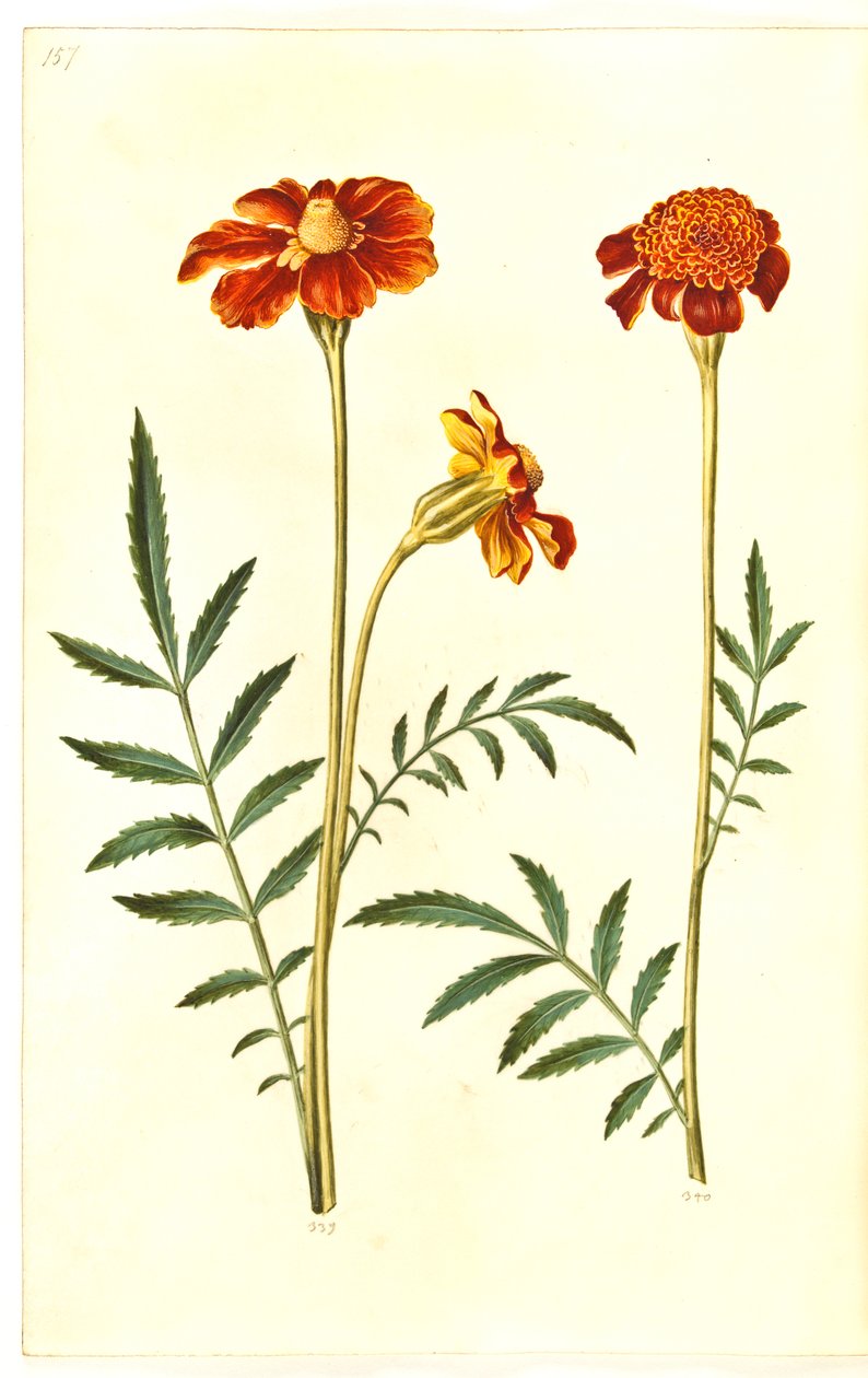 Tagetes patula (harkittu samettikukka) tekijältä Hans Simon Holtzbecker
