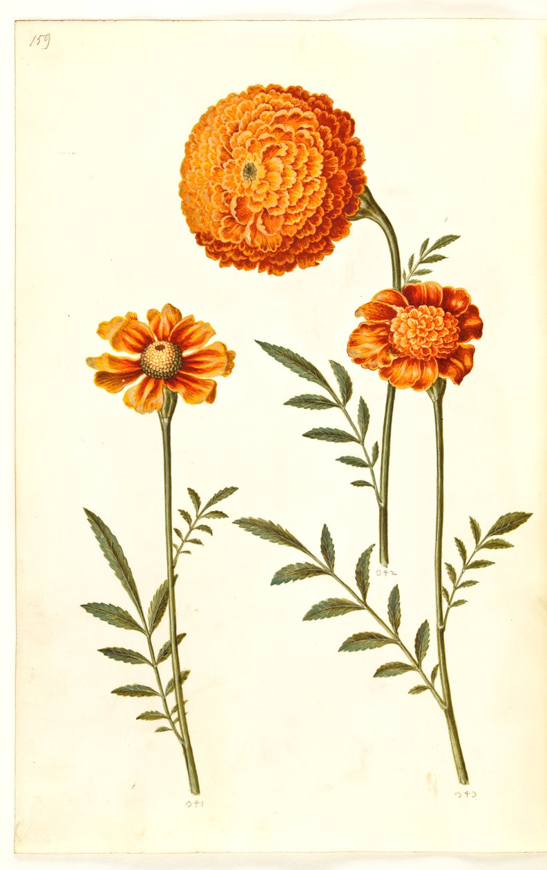 Tagetes patula (harkittu samettikukka) tekijältä Hans Simon Holtzbecker