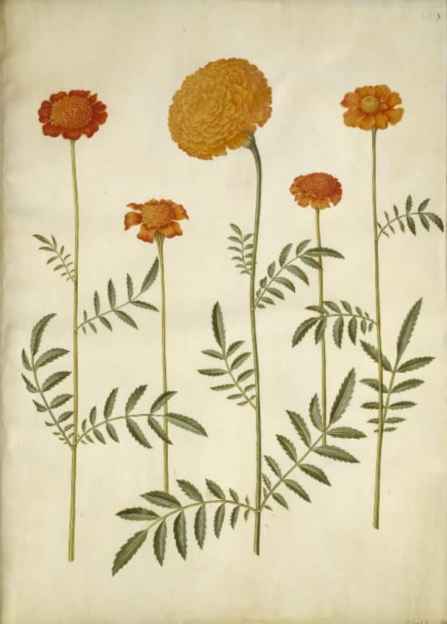 Tagetes patula (harkittu samettikukka); Tagetes erecta (pysty samettikukka) tekijältä Hans Simon Holtzbecker