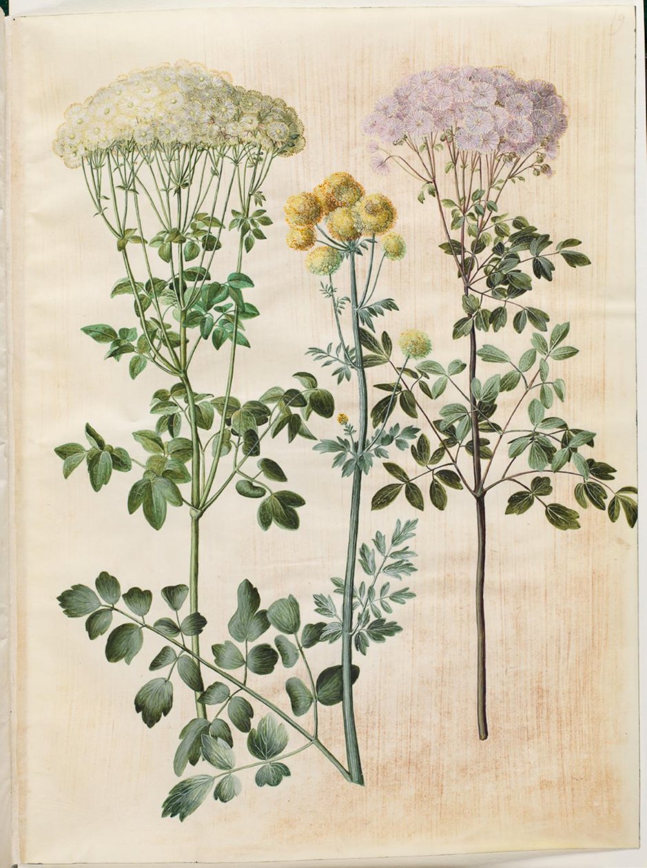 Thalictrum aquilegiifolium (columbine siementähti); Thalictrum flavum (keltainen siementähti) tekijältä Hans Simon Holtzbecker