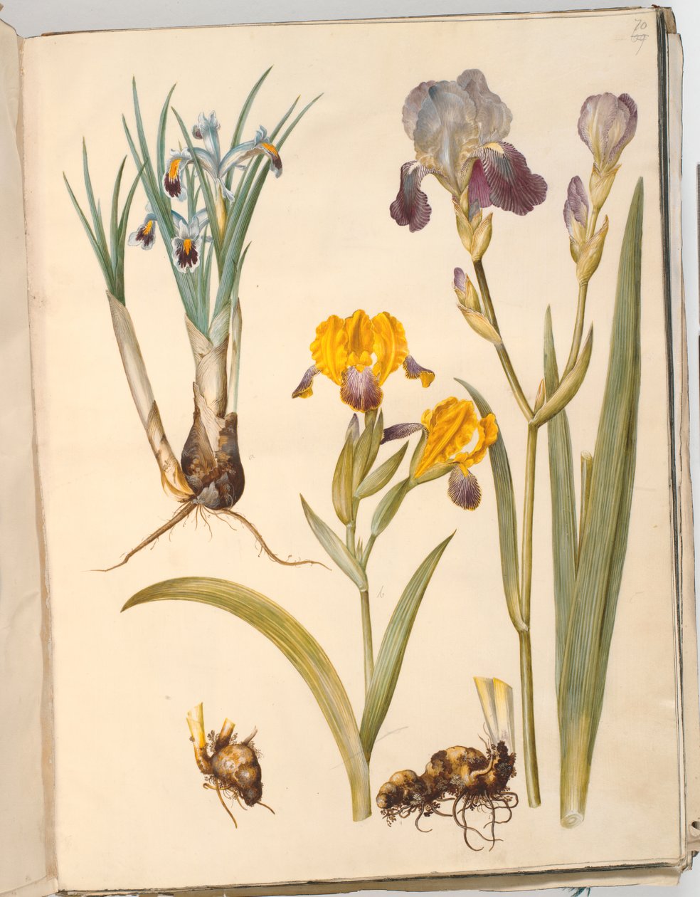 Otsikko: Iris persica (Persian iiris); Iris variegata (kirjava iiris); Iris × sambucina (hyllyiiris) tekijältä Hans Simon Holtzbecker