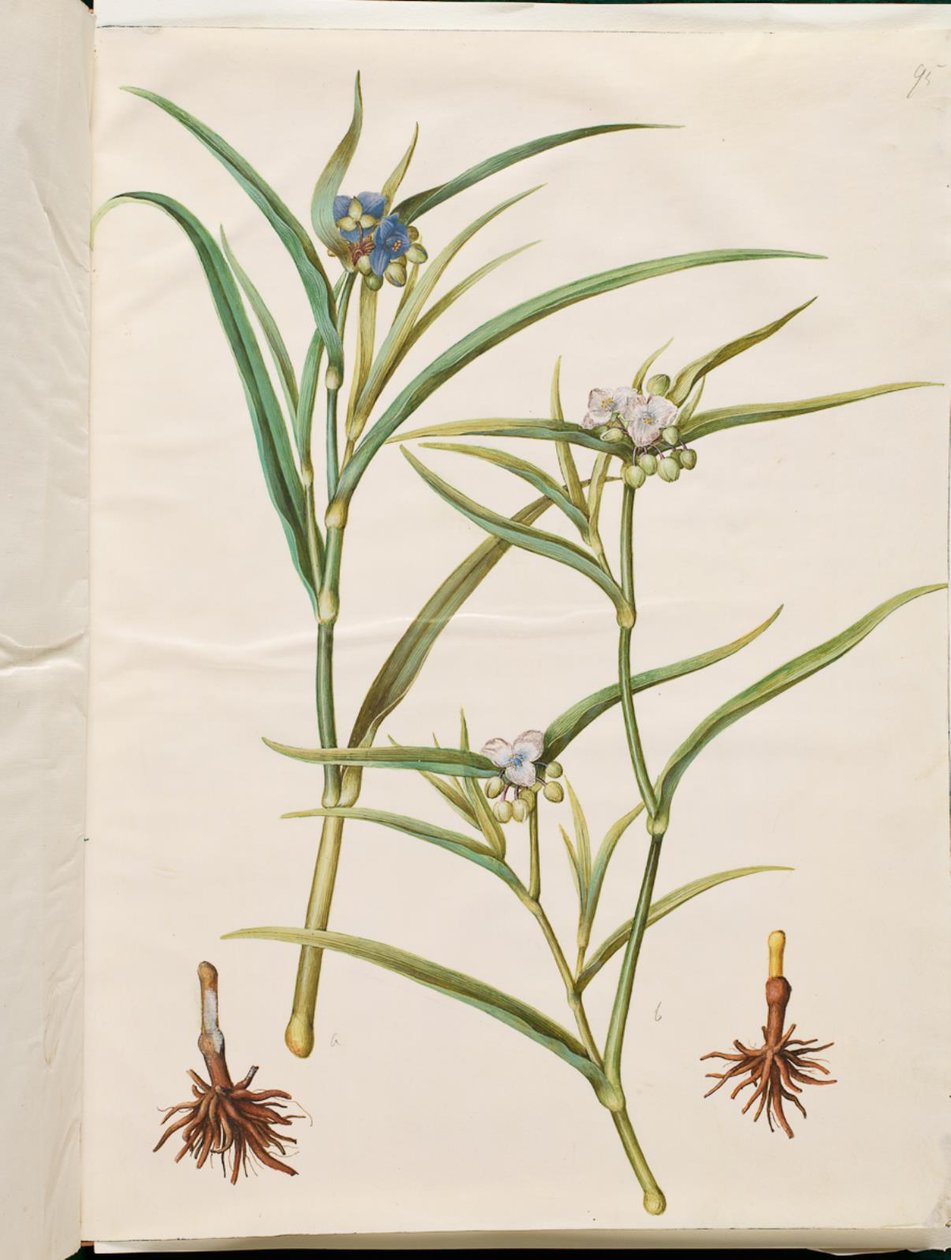 Tradescantia virginiana tai Tradescantia ohiensis (kukkajuutalainen tai ohion kukkajuutalainen) tekijältä Hans Simon Holtzbecker