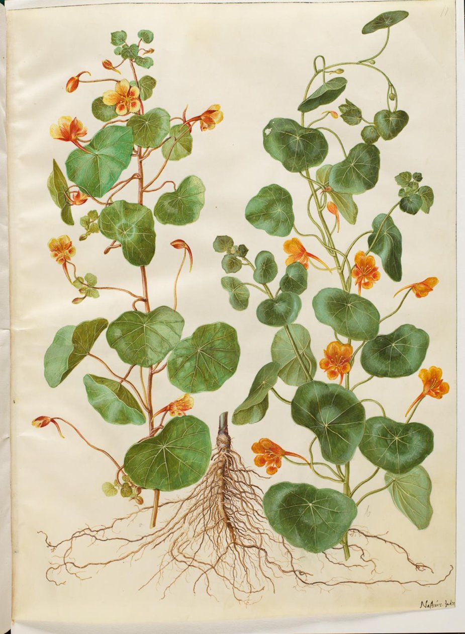 Tropaeolum minus (pieni kukkakrassi) tekijältä Hans Simon Holtzbecker