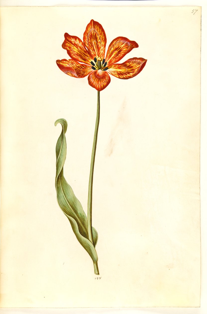Tulipa gesneriana (have-tulppaani) tekijältä Hans Simon Holtzbecker