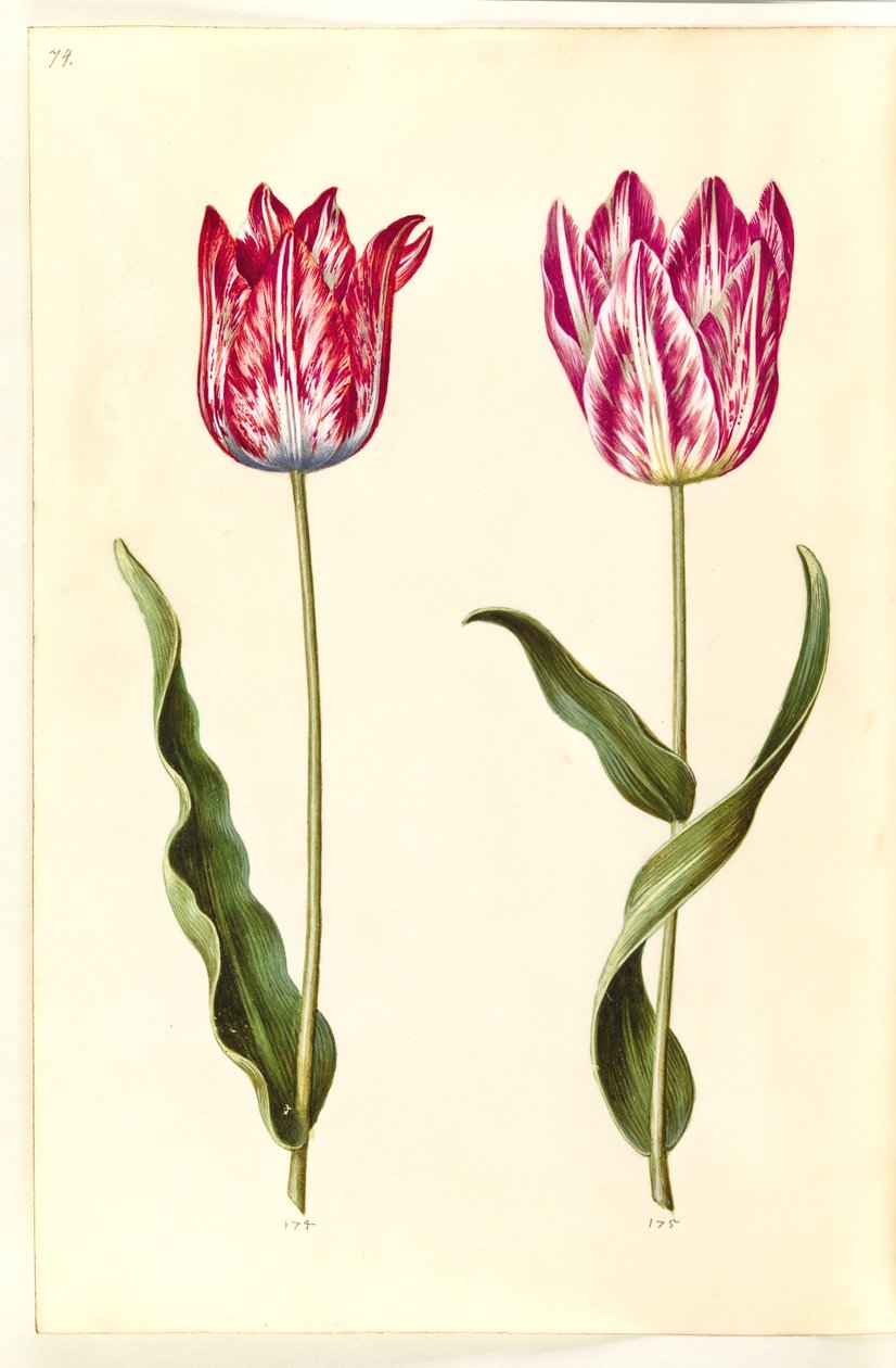 Tulipa gesneriana (have-tulppaani) tekijältä Hans Simon Holtzbecker