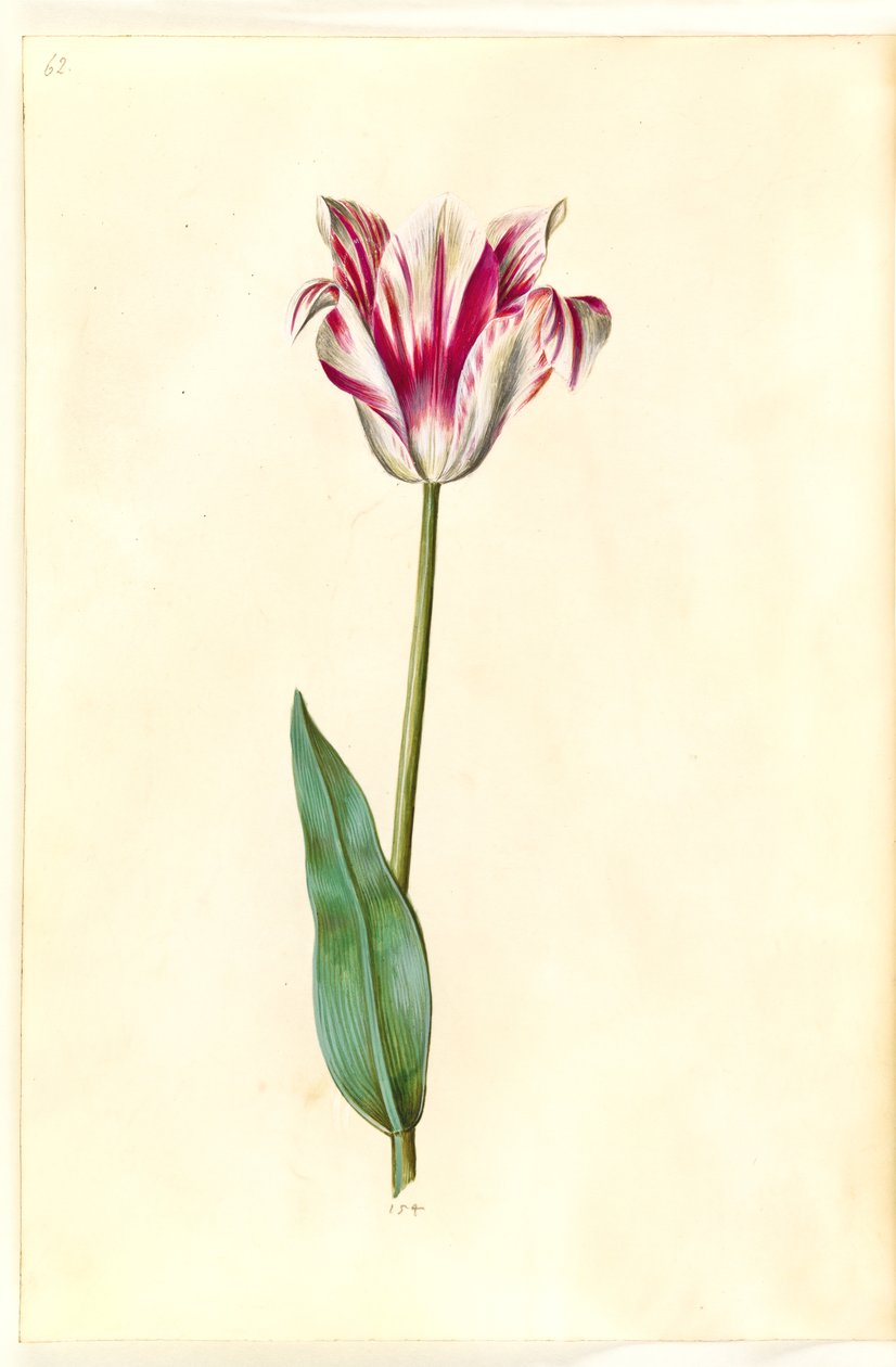 Tulipa gesneriana (have-tulppaani) tekijältä Hans Simon Holtzbecker